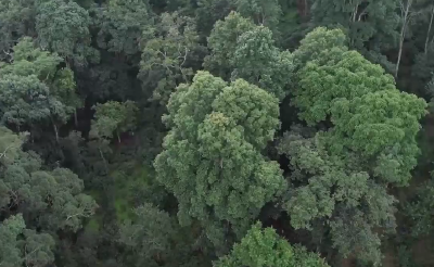 全球首个！“普洱景迈山古茶林文化景观”成功申遗