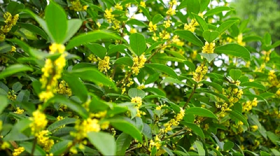 秋日，赴一场武当仙山别样的桂花之约