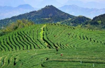 茶绿山川 兴业富民——竹溪推进茶叶产业高质量发展纪略  