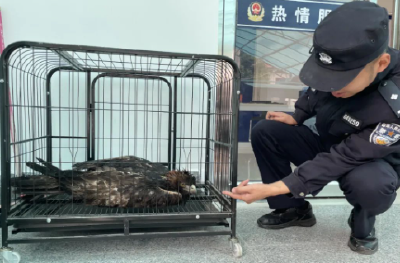 这个顶级猎手，被十堰一派出所养了4个多月，如今它.....