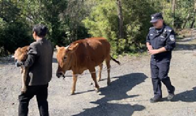 怀崽母牛“离家出走” 民警翻山越岭寻回“母子俩”