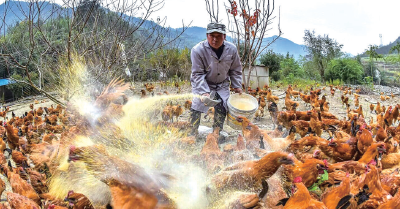 竹山打鸡俏销