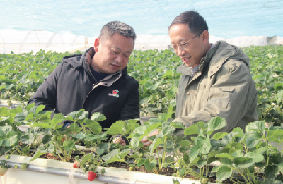 十堰大棚草莓种植第一人王建伟：“草莓大王”托起村民致富路