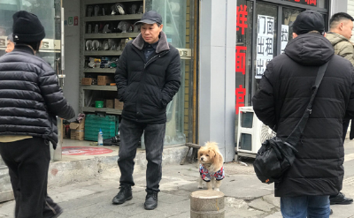 “不文明养犬治理”暗访：有一定效果，但仍有待提升