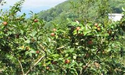 满山油茶树 结出“致富果”
