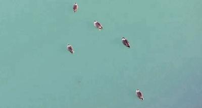 4000余只水鸟丹江口大坝下游过冬