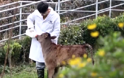 世界首例克隆西藏濒危牛诞生