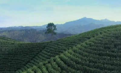 发展茶园32万亩，打造茶叶专业村120个——竹溪10万群众在茶产业链上增收