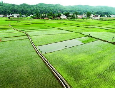 丹江口：灌溉通了 桔农笑了