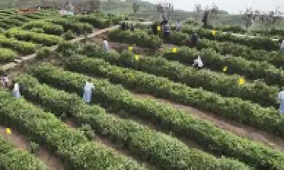 2024农业农村部果树茶叶专家指导组工作会议在堰召开