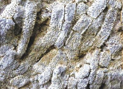 郧西大梁发现泥盆纪珊瑚化石 证明3.5亿年前秦岭山区是汪洋大海