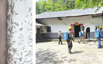 村民房前屋后生出大量虫子 防治专家提醒