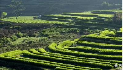 竹溪出台奖补政策赋能茶产业发展 让“绿叶子”变成富民“金叶子”