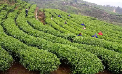 电影《幸福之茗》在竹山开机