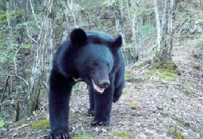 熊出没！堵河源保护区红外相机拍到黑熊林间“散步”