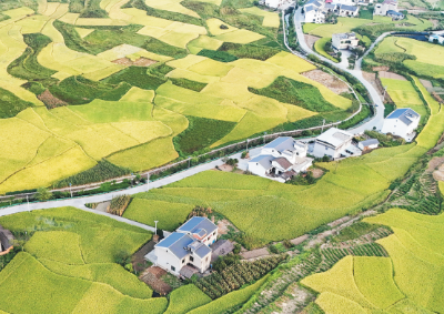 缤纷田园 稻米飘香