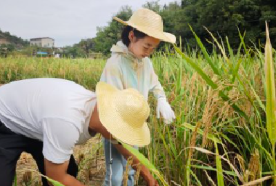 国瑞里社区举办秋收体验活动 感悟粮食珍贵