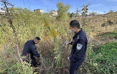 市民晨练发现一片“加拿大一枝黄花” 民警迅速清除