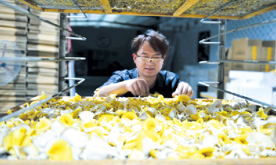 菇香飘满振兴路 ——郧阳区白桑关镇推动香菇产业高质量发展走笔