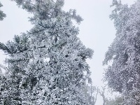 仿若仙境！武当山出现雾凇奇景