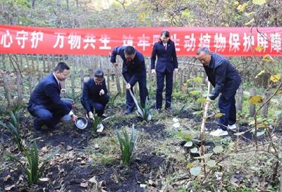 遭盗挖的国家级野生植物怎么办？30余株蕙兰在森林公园“安家”