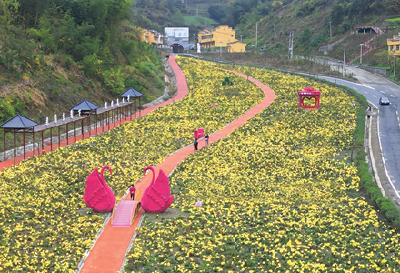 “鲜花经济”助农增收