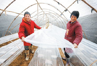 羊肚菌住进越冬“保暖房” 