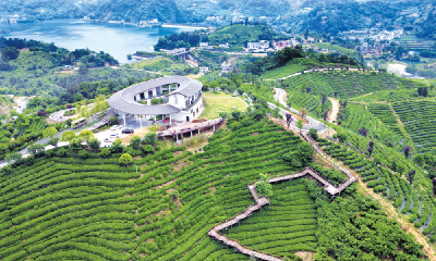 美丽十堰我的家系列报道⑨ | 春芽凝碧露 茶岭漫清香