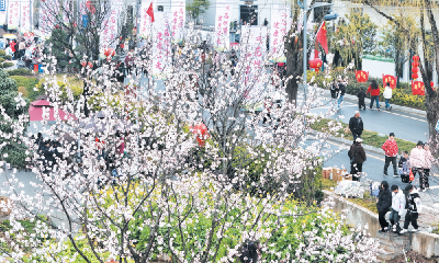 杏雨桃霞织锦绣 三花烂漫醉春风 丹江口市习家店镇杏花村“三花季”活动盛装启幕