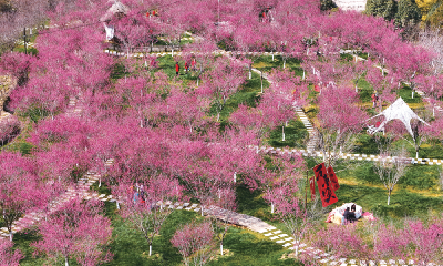 花开十堰·一朵花带火一个村① | 太和村：一谷梅花正芳菲
