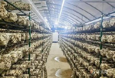 菌菇飘香 致富有方 ——郧阳区白桑关镇党建引领菌菇产业发展纪略
