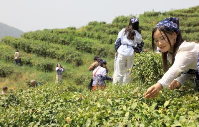 聚焦青山茶韵 30余网络达人为郧阳区青山镇茶旅融合代言