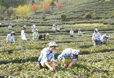 十堰茶产业冲刺百亿元年产值