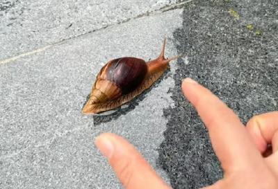 提醒！下雨天后遇到这种大蜗牛千万别碰