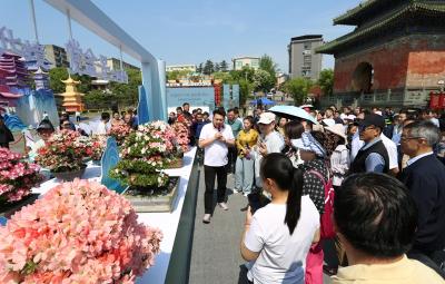 武当山盆景艺术文化展开展 市民可免费预约观展