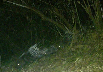 夜探堵河源！豪猪“猪妈”带着一家子觅食，萌翻了