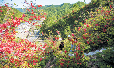 花开十堰·一朵花带火一个村⑨ | 千家坪村：杜鹃灼灼染春山