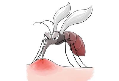蜱虫、隐翅虫、蚊子……夏季常见蚊虫如何应对