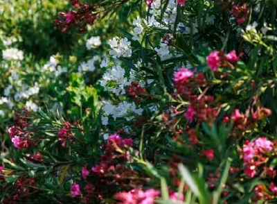 不要碰！不要摘！这种花已在街头出现