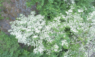 牛头山发现四照花群落 花开如繁星点缀