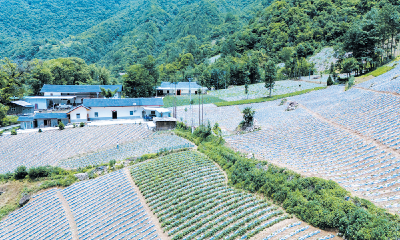 高山烟叶 长势喜人