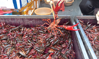 小琪跑市场 | 价格腰斩！小龙虾单价跌破10元