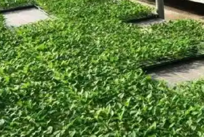 茅箭区实施蔬菜育苗工程助力乡村振兴 送苗入村 助农增收