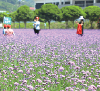 马鞭草花海惹人醉