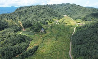 美丽十堰我的家系列报道17 | 水天坪：山巅铺绿毯 药香盈野径