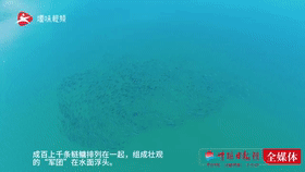 壮观！竹溪大峡水库现鲢鳙“军团”浮头景观