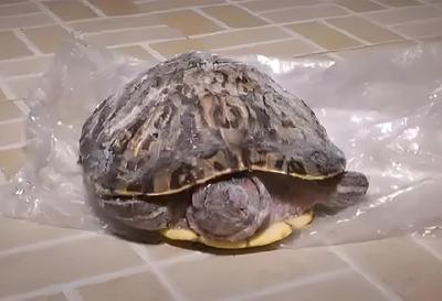 天降乌龟，孩子被砸中头部身亡！饲主被判赔128万元