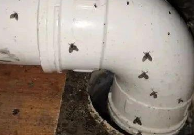 8岁女童持续呕出活虫！医生揪出元凶，可能家家都有