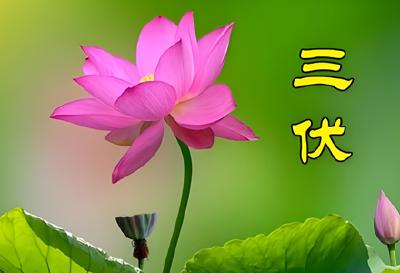 今年三伏只有30天？10年难遇！有啥讲究？