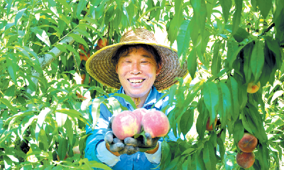 血桃迎丰收 果农笑开颜
